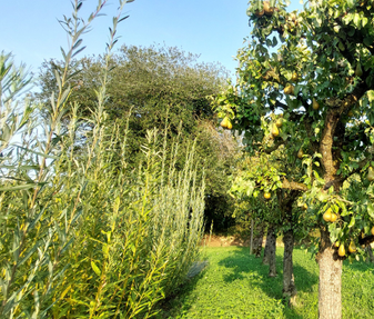 GRAINE D'AVENIR