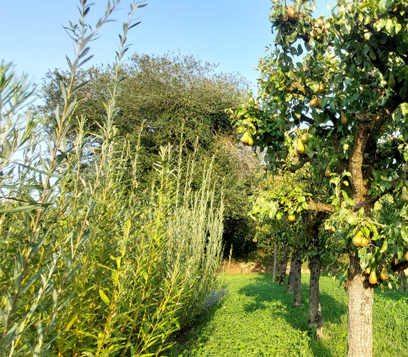 GRAINE D'AVENIR